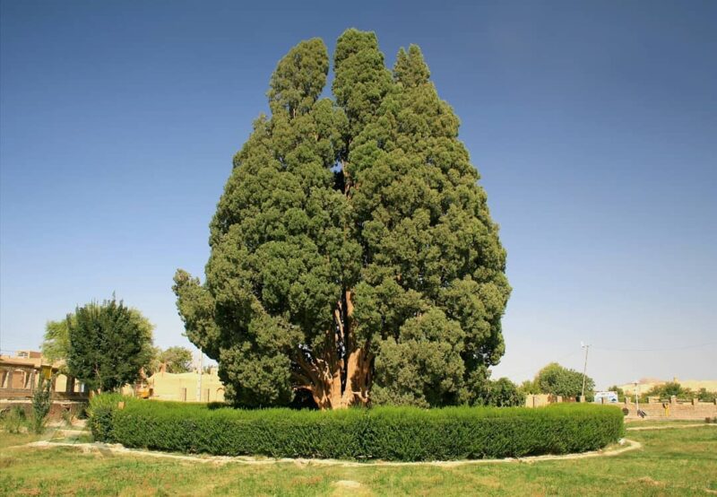 فیلم| سرو ابرکوه یزد، درختی در ایران که از قبل میلاد مسیح وجود داشته!